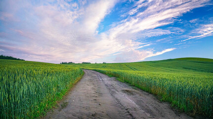 Naklejka premium Wide dirt road winding through lush green wheat fields under a beautiful sky with wispy clouds. A peaceful summer rural nature landscape capturing the serenity of countryside.