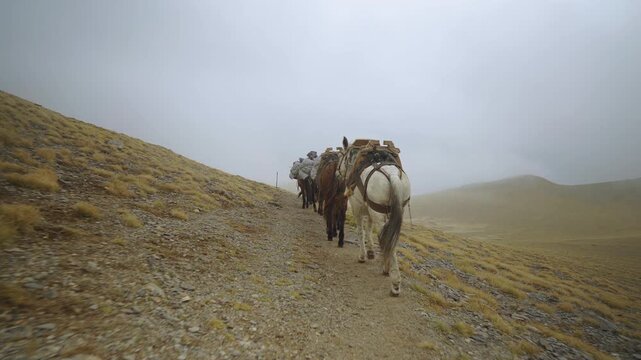 Behind donkeys mules traveling rocky mountainous landscape carrying cargo to Mount Olympus Greece