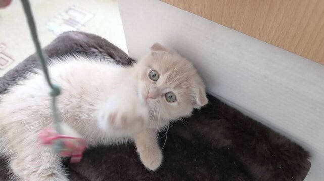 A cute Scottish Fold kitten plays with a string and comically widens its round eyes.