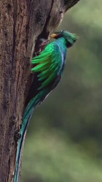 Brilliant emerald green quetzal bird with vibrant red chest carefully entering a dark tree cavity opening amidst lush forest greenery for nesting or feeding small chicks