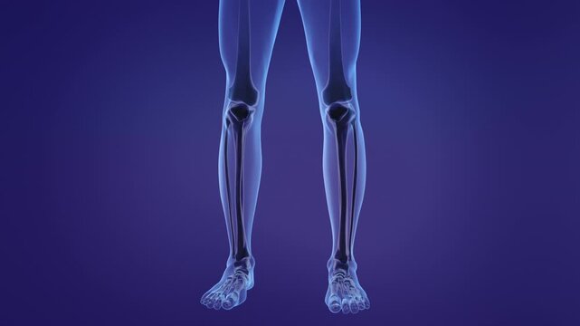 Anatomy of the human patella