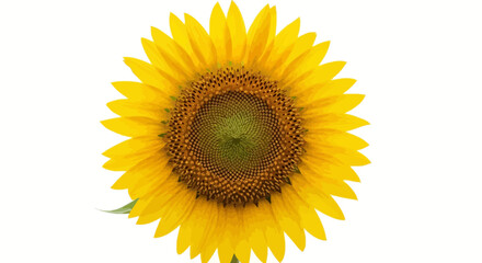 Fototapeta premium Vibrant sunflower with bright yellow petals.