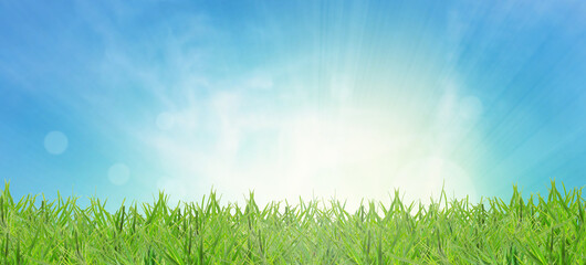 Obraz premium Lush spring green grass under beautiful sky. Banner design