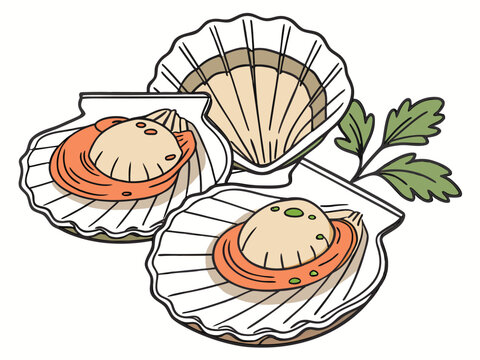 Isolated scallop shell, a beautiful specimen of bivalve seashells with elegant structure