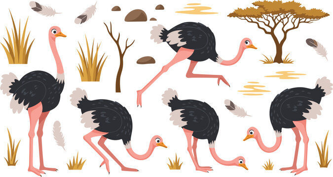 Flat vector illustration set of African ostriches in various poses featuring running, standing, and foraging with savanna acacia trees, grass, and feathers.