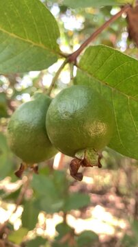 Green Guava Fruit Growing on Tree in Tropical Garden, Close Up Nature Video	