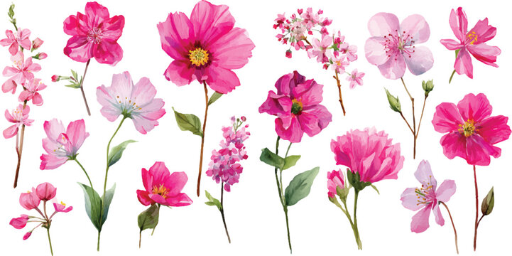 pink flower on white background