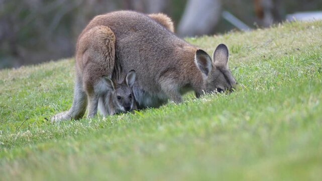 Red-necked wallaby baby joey head out pouch and going back inside mother eats