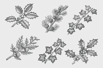Obraz premium Vintage Hand-drawn botanical set of winter flora illustration Ivy, cypress, botanical holly, pine and pinecones. Detailed retro botanical set. Black and White