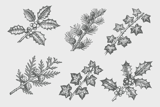 Vintage Hand-drawn botanical set of winter flora illustration Ivy, cypress, botanical holly, pine and pinecones. Detailed retro botanical set. Black and White