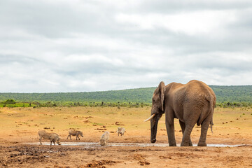 Fototapeta premium Elephant in Addo Elephant Safari Park