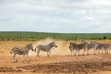 Fototapeta premium Zebra in Addo Elephant Safari Park