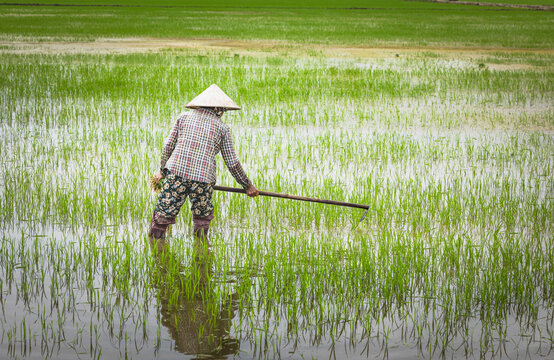 persona trabajando en los campos de arroz