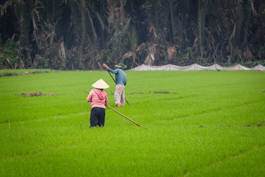 persona trabajando en los campos de arroz