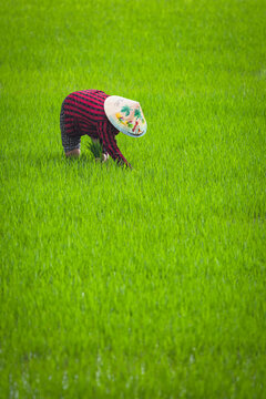 persona trabajando en los campos de arroz