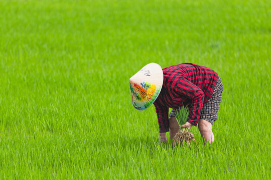 persona trabajando en los campos de arroz