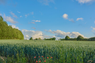 Naklejka premium Grass, landscape and environment with field in nature for ecology, blue sky and meadow. Eco friendly, sustainability and countryside with plants outdoor for growth, spring season and rural space