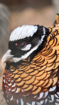Extreme close up of male reeves pheasant showing intricate feather patterns and blinking eye