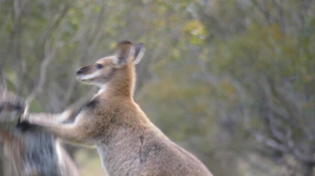 Two red-necked wallaby males fighting in open field near bushland