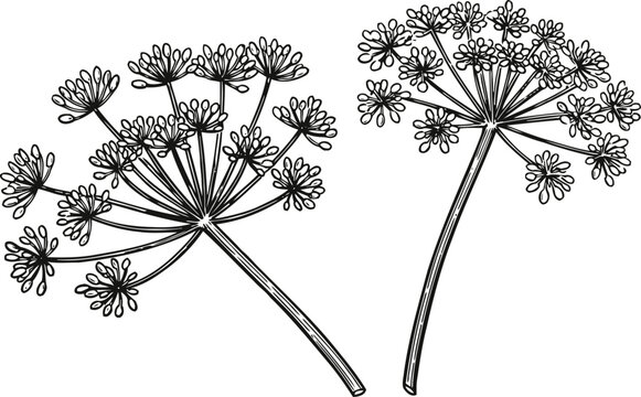 Illustration of dill flowers with delicate umbels and thin stems, botanical line art drawing