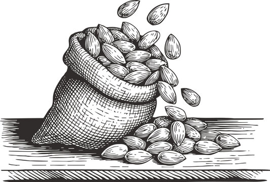Sack of almonds spilling out hand drawn nut pile on rustic wooden surface, vintage illustration