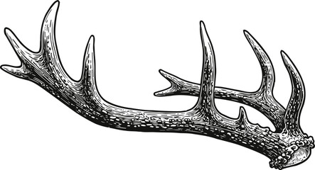 Fototapeta premium Detailed black and white illustration of a deer antler with multiple tines and textured surface
