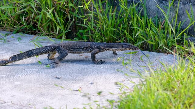 A large Asian Water Monitor lizard with dark, patterned skin and a long tail moves across a concrete walkway next to green grass and a stone wall.