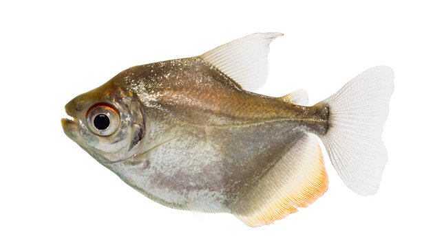 Fresh Silver Fish Isolated on Transparent Background PNG