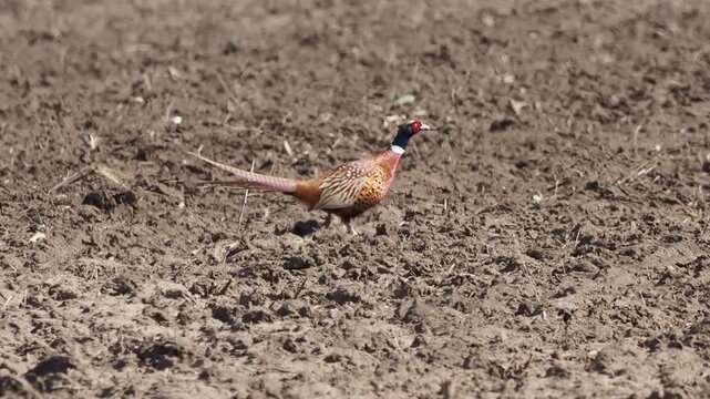 Common pheasant (Phasianus colchicus) walking on a plowed field in early spring
