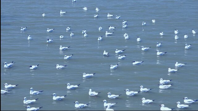 Group of seagulls floating on the sea surface in coastal wildlife nature scenery in 4K