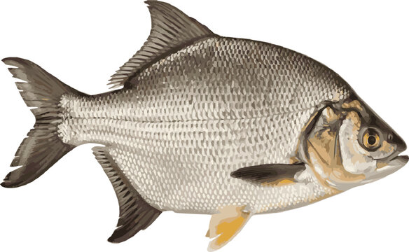 Silver Bream Fish in Profile on White Background aquatic animal