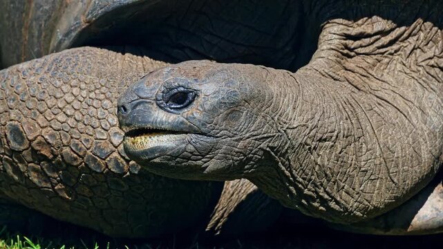 The Aldabra giant tortoise (Aldabrachelys gigantea) on Curieuse island (the site of a successful wild tortoise conservation program) of Praslin island in the Seychelles