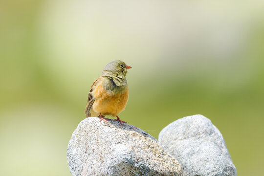 Ortolan bunting male perched rock