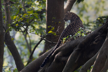 Fototapeta premium LEOPARD CUB