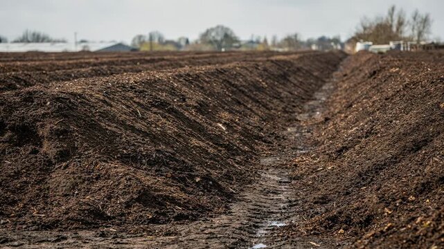 Medium shot of windrow rows in compost curing zone focusing on orderly elongated piles aging undisturbed for effective microbial activity and moisture retention.
