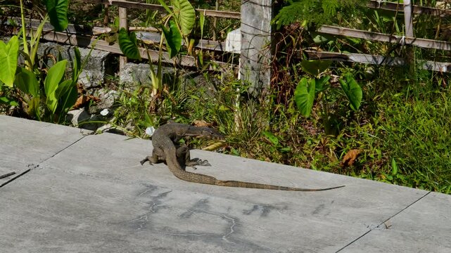 A large Asian Water Monitor lizard with dark, patterned skin and a long tail moves across a concrete walkway next to green grass and a stone wall.