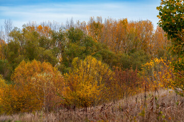 Fototapeta premium beautiful landscape of autumn forest with bright yellow leaves on trees, cloudy weather