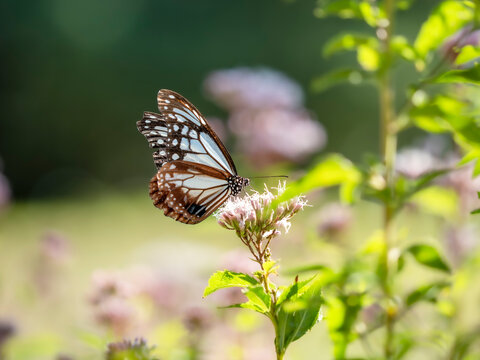 フジバカマ花」の写真素材 | 2,099件の無料イラスト画像 | Adobe Stock