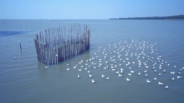 Large flock of seagulls floating on the sea then taking off and flying away in 4K nature wildlife scenery