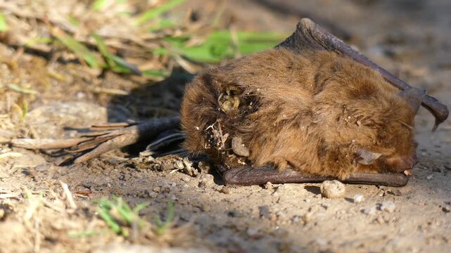 Maggots writhing inside and eating dead bat corpse decomposing closeup