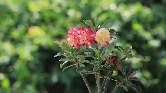 Colorful Ixora flowers blooming in a tropical garden, red and orange cluster blossoms with green leaves, natural floral background with soft bokeh and selective focus, vibrant nature plant photography