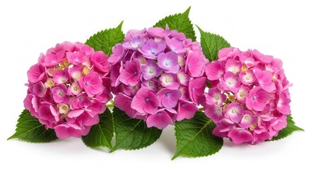Fototapeta premium Three Pink Purple Hydrangea Flowers Green Leaves White Background