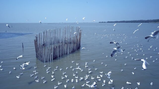 Large flock of seagulls flying and floating around bamboo fence in the sea with blue sky in 4K