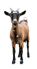 Obraz premium A brown and black goat with white markings on its face and body isolated on transparent background