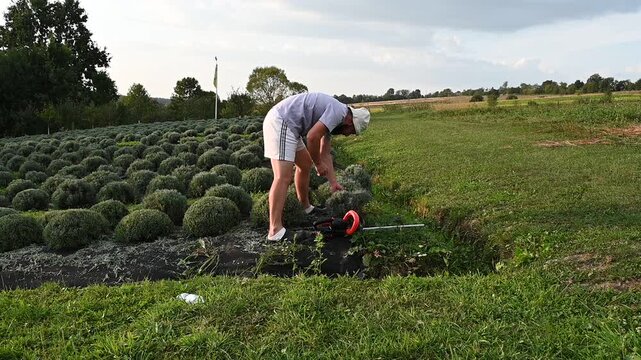 A man carefully trims a field of round, green shrubs using a hedge trimmer. The setting is outdoors, sunny, and appears to be a farm or garden.