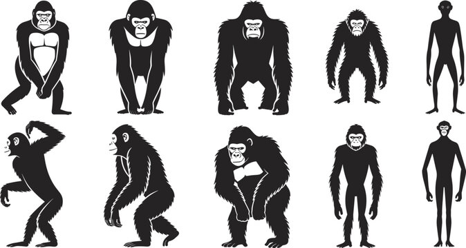 Black silhouette set of various monkeys gorillas chimpanzees and primates in different poses isolated on a white background vector illustration.