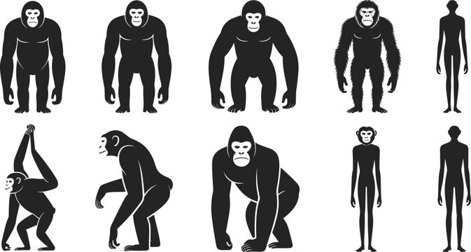 Black silhouette set of various gorillas chimpanzees monkeys and primate evolution figures in different standing and walking poses isolated vector.