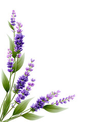 Obraz premium Lavender flowers isolated on white background representing aromatic herbal plant.