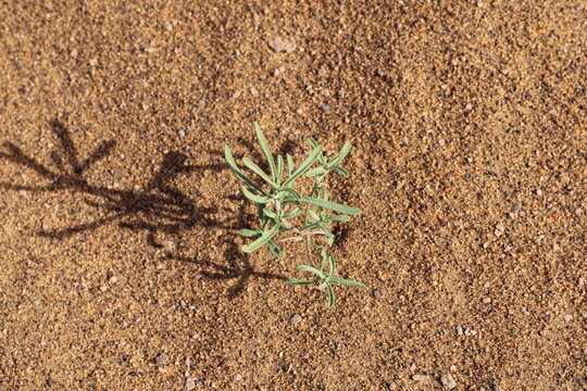 Ashy morettia, Morettie pubescente, Morettia canescens, Brassicaceae