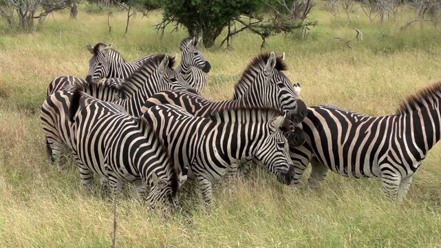 A dazzle of zebras stands closely together in open grassland habitat. Slow zoom out.